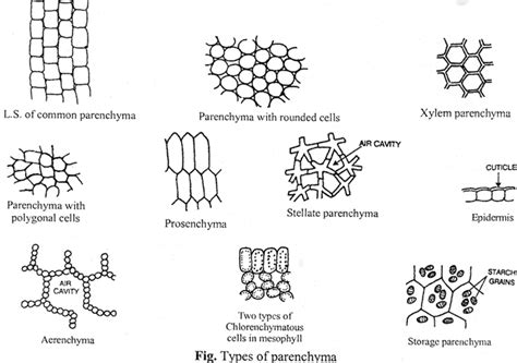 PARENCHYMA | Class Twelve Biology