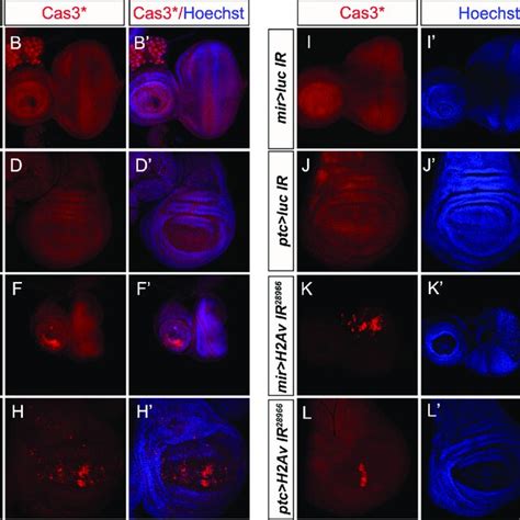 Loss Of H Av Induces Apoptosis In The Eye And Wing Discs A H H Av