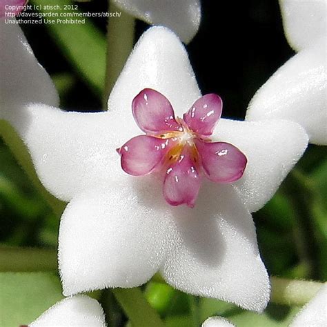 Plantfiles Pictures Hoya Species Miniature Wax Plant Beautiful Hoya