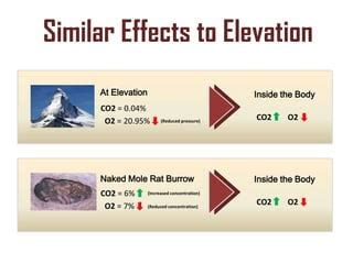 Longevity Secrets Of The Naked Mole Rat Ppt