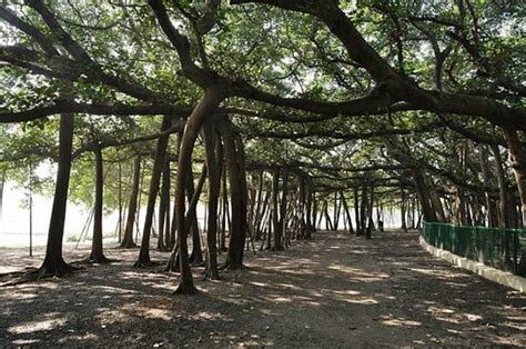 FUN @ SPOT: Worlds Biggest Banyan Tree - India