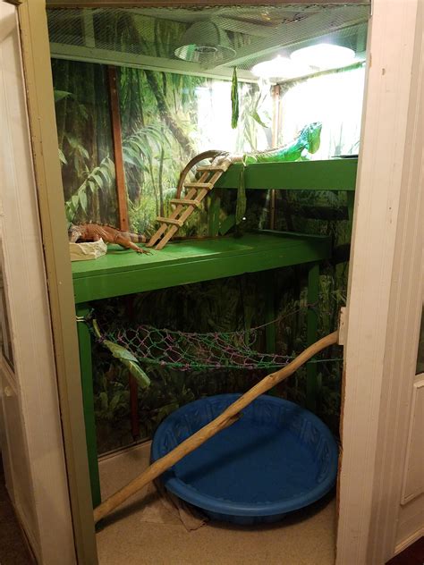 what happens if iguana scared indoors