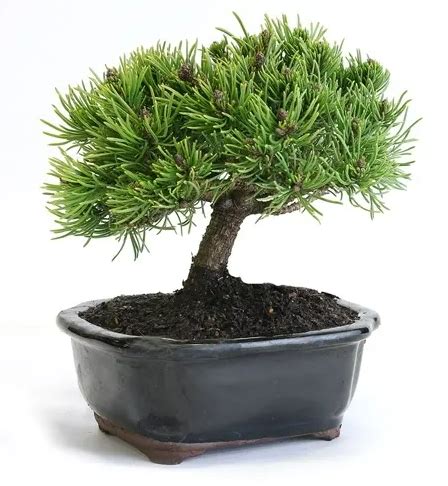 Mugo Pine Bonsai