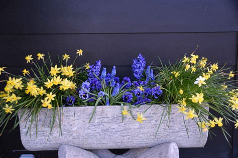 This Container Features Narcissus Lemon Sailboat Planted On The Ends