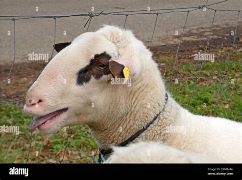 A Bleating White Sheep It Is Of A Special Local Breed Landrace Of