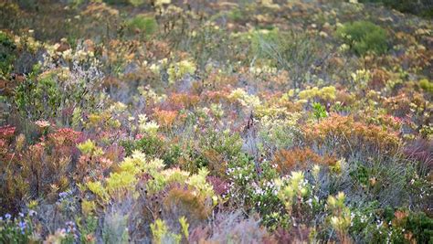 Garden Route Fynbos And Flora Gondwana Game Reserve