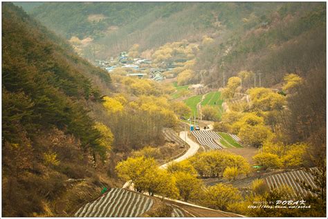 회원갤러리 의성 산수유 마을