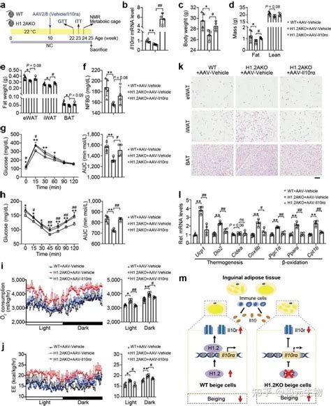 Nat Commun 武汉大学郑凌团队发现脂肪褐变新靶点 和元生物