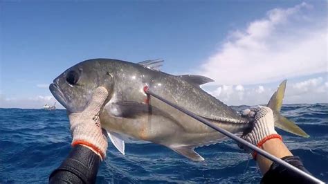 Spearfishing captura de um xaréu olhão pesca sub em Alagoas YouTube