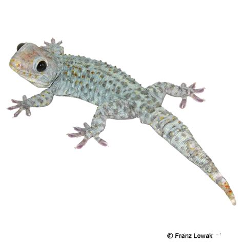 Tokay Gecko Blue Berry Gekko Gecko Pet Wiki