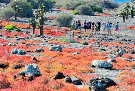 Galapagos Plants Galapagos Flora Galapagos Islands Plants And Flora