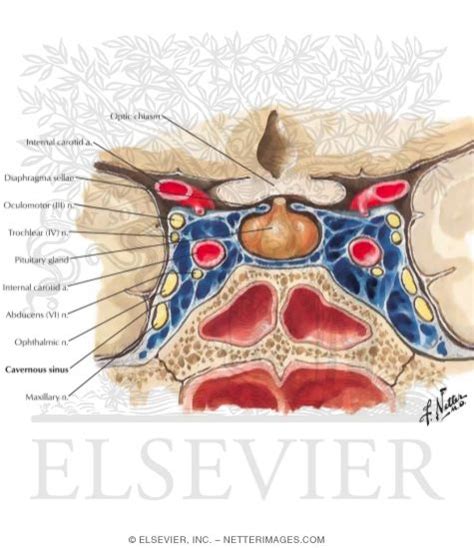 Cavernous Sinus and Its Cranial Nerves