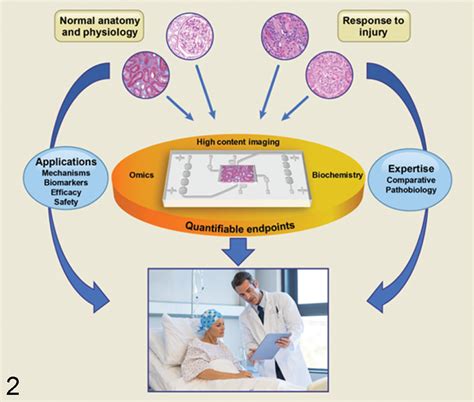 microphysiological systems  pathologists perspective radhakrishna