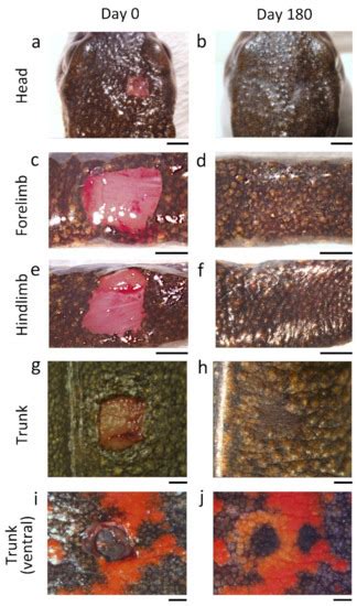 Biomedicines Free Full Text Skin Wound Healing Of The Adult Newt