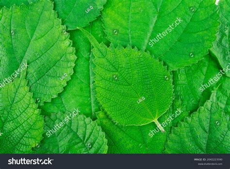 green ramie leaf background material stock photo  shutterstock