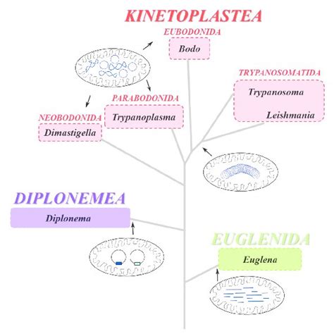 Schematic Phylogenetic Tree Of Representative Genera Of Euglenozoa