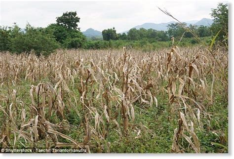 Food Bills Set To Rise As Drought Threatens To Wipe Out UK Crops