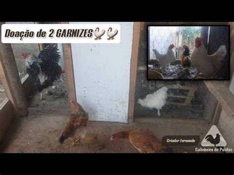 Gamb S E Ratos Invadiram O Galinheiro Doando Garnizes Mostrando As