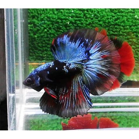 Ar046 Blue Black Samurai Halfmoon Erkek Betta L