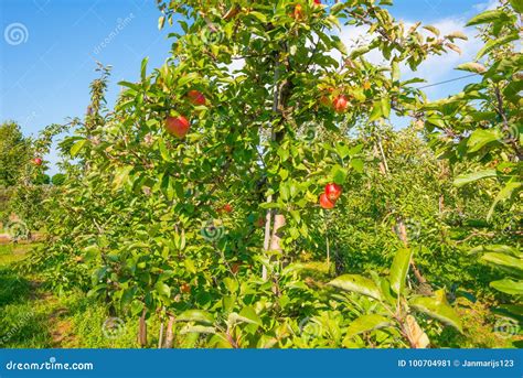 Fruit Trees In An Orchard In Sunlight In Autumn Stock Image Image Of