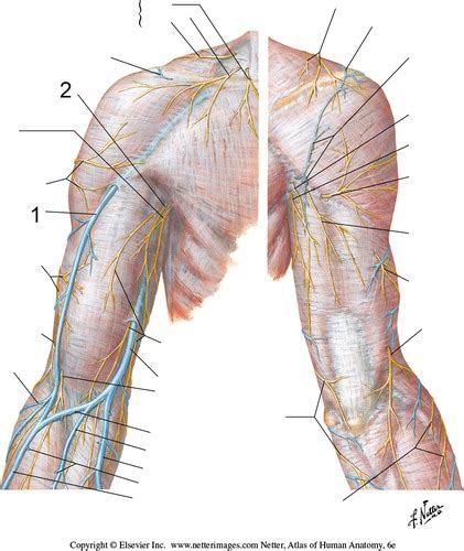 Pectoral Axillary And Anterior Scapular Region Flashcards Quizlet