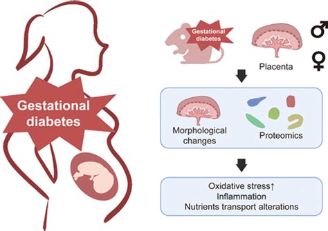 Sex Specific Alterations In Placental Proteomics Induced By