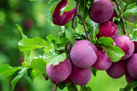 Plum Tree Guide How To Grow And Harvest Plums 2022 Masterclass