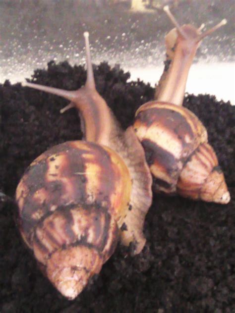 Breeding Giant African Land Snails at MadelineDyer.com