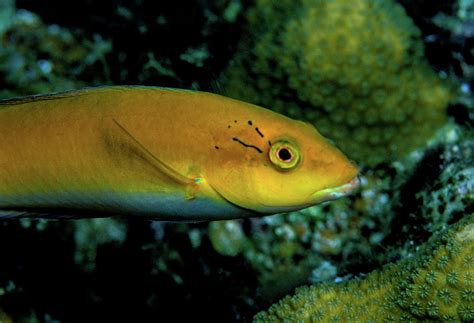 Wrasse Photograph By Robert Wrenn Fine Art America