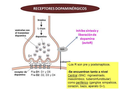 LA DOPAMINA EL PLACER Y LA ADICCIÓN