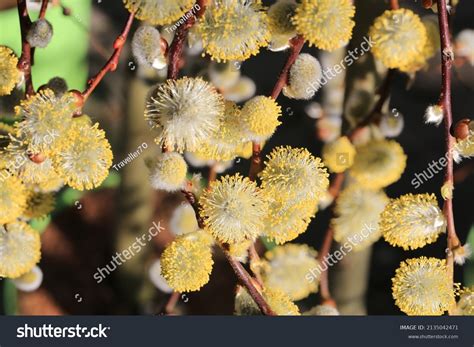 Beautiful Pussy Willow Sunny March Stock Photo 2135042471 Shutterstock
