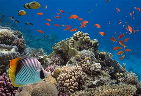 underwater sea animals pictures