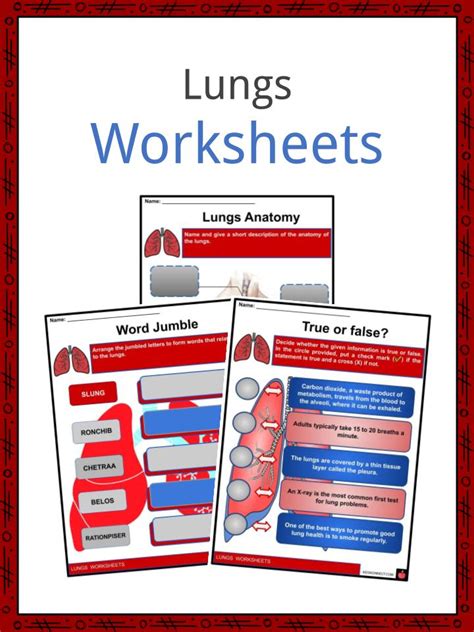 Lungs Facts Worksheets Function And Condition For Kids