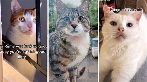 Adorable Cat Videos Compilation ~ The Best Of The Internets Feline