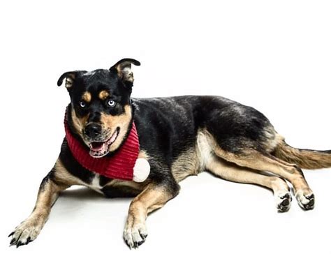 Rottweiler husky mix | Rottsky | A complete guide - Your Dogs World