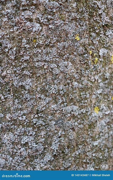 Gray Inconspicuous Bark Of A Spring Tree Covered With Bright Colors Of