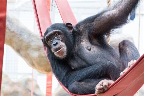 Horrifying Stories Of Pet Chimpanzees Attacking Their Owners