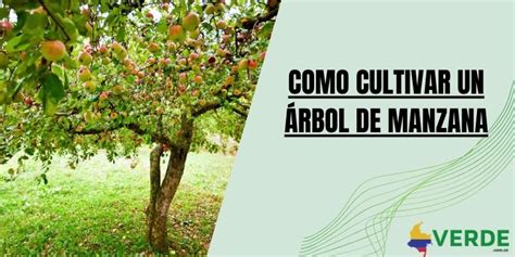 Como Cultivar Un Rbol De Manzana Colombia Verde