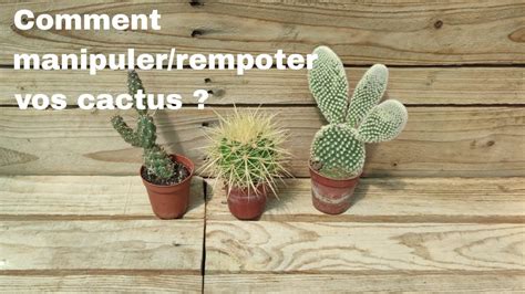 Comment Manipulerrempoter Vos Cactus Sans Vous Piquer Succulentes