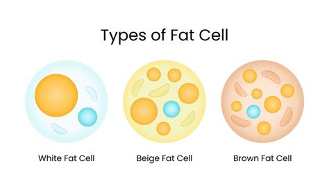 premium vector types  fat cells  cytology