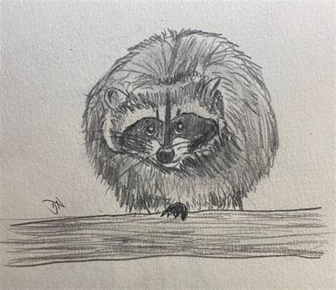 Sketch Raccoon Exploring | Raccoon, Explore, Animal pictures