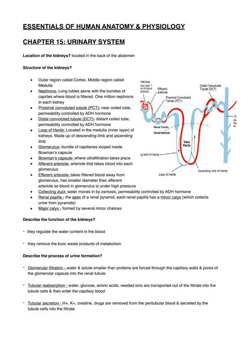 Solution Urinary System Anatomy And Physiology Nursing Nursing Nursing