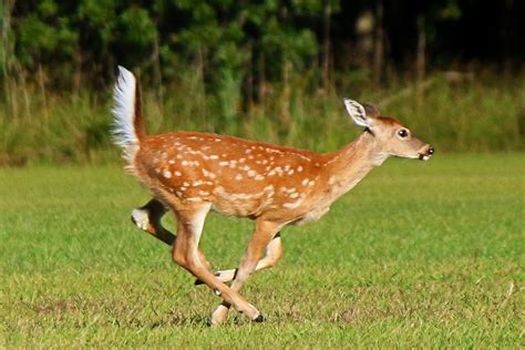 Deer Running Towards