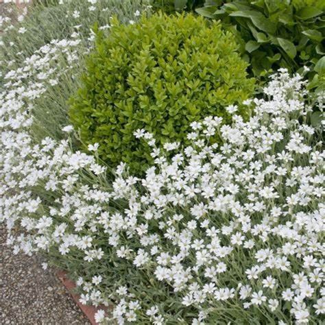 Snow In Summer Cerastium Tomentosum Live Plants Perennial Etsy