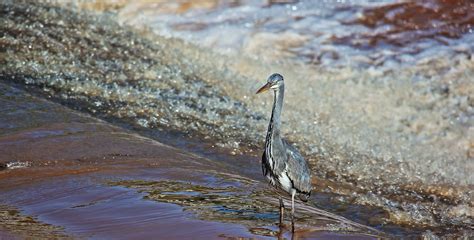 Heron On The River Dee Chester Alan Ward Wirral Flickr