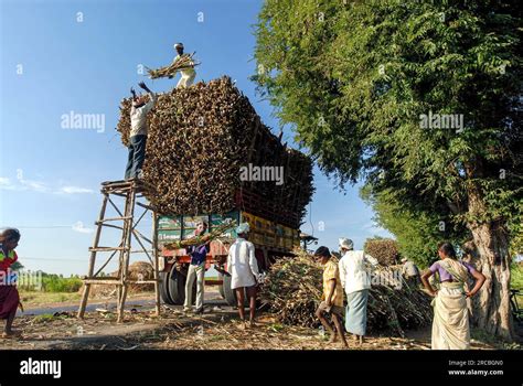 Harvested Sugarcane Loading Six Men On Tractor Near Neyveli Vadalur