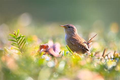 Carriça Pássaro Sentado Foto gratuita no Pixabay Pixabay