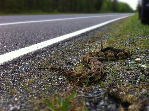 Nj Pine Barrens Conserve Wildlife Foundation Of New Jersey