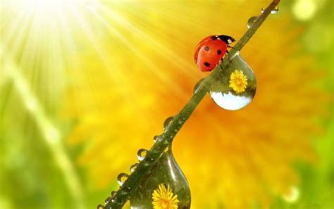 Morning Dew Drops Grass With Water Ladybug Yellow Meadow Flowers