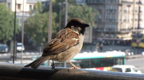 Tiere In Der Stadt Warum Sie Dazugeh Ren